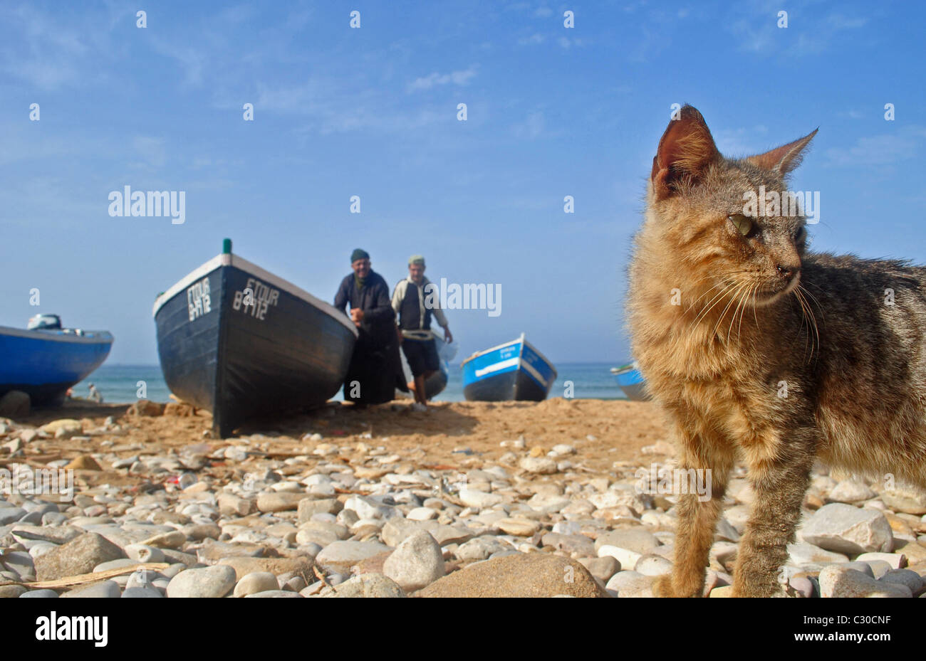 Katze und Angelboote/Fischerboote am Strand von Taghazout, Marokko Stockfoto