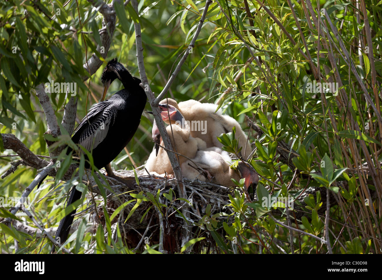 Anhinga Fütterung Küken im nest Stockfoto