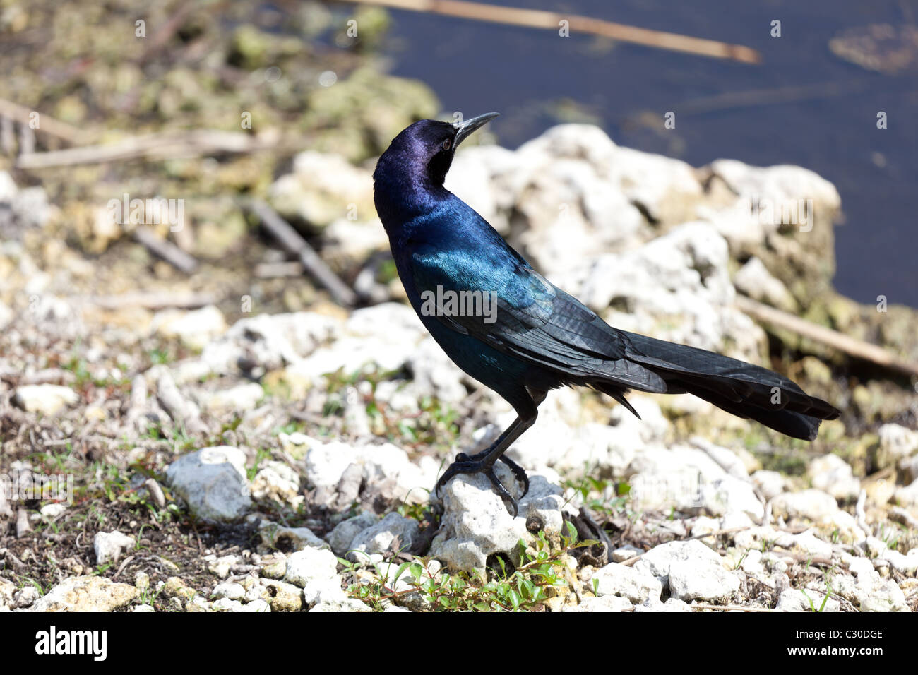 Lila und blau reflektieren in den schwarzen Federn des Vogels in den Everglades Stockfoto