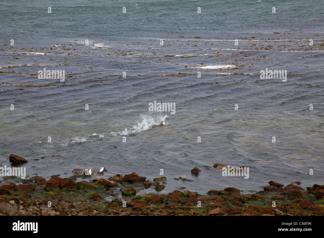 Flugunfähige Dampfschiffenten, East Falkland-Inseln Stockfoto