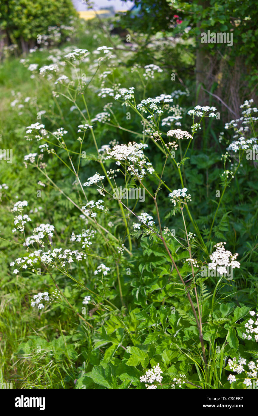 Kuh Petersilie Wildblumen in Hecke, Asthall, die Cotswolds, Oxfordshire, Vereinigtes Königreich Stockfoto