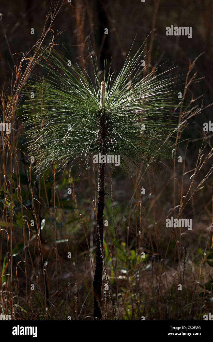 Longleaf Kiefer im großen Thicket National Park in Beaumont, Texas, Vereinigte Staaten Stockfoto