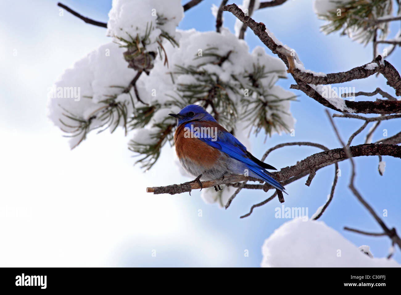 Westlichen Bluebird thront auf Zweig der Schnee bedeckt Kiefer in Arizona Stockfoto