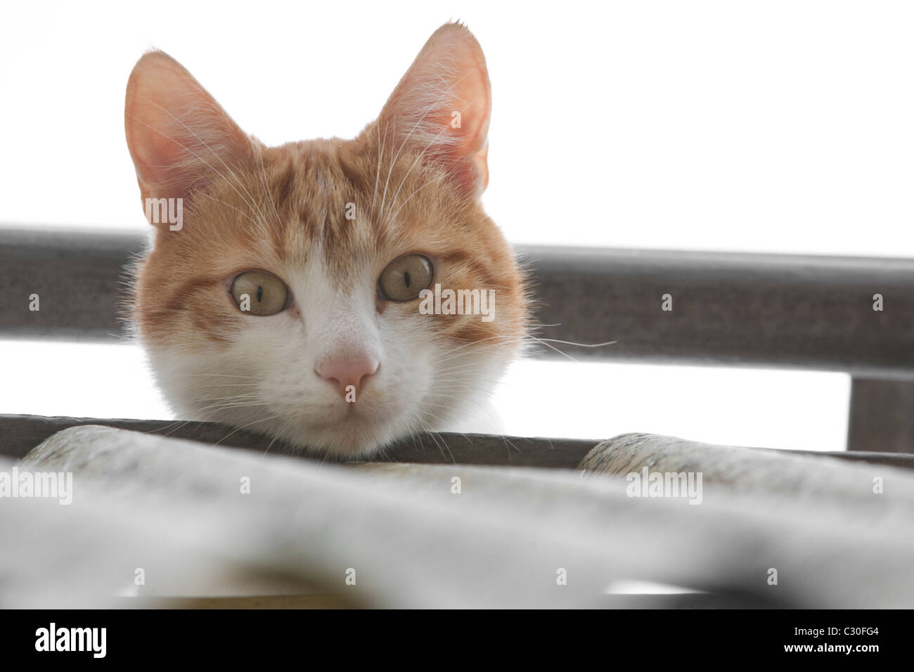 Neugierig Ingwer Kater auf der Suche nach unten Stockfoto