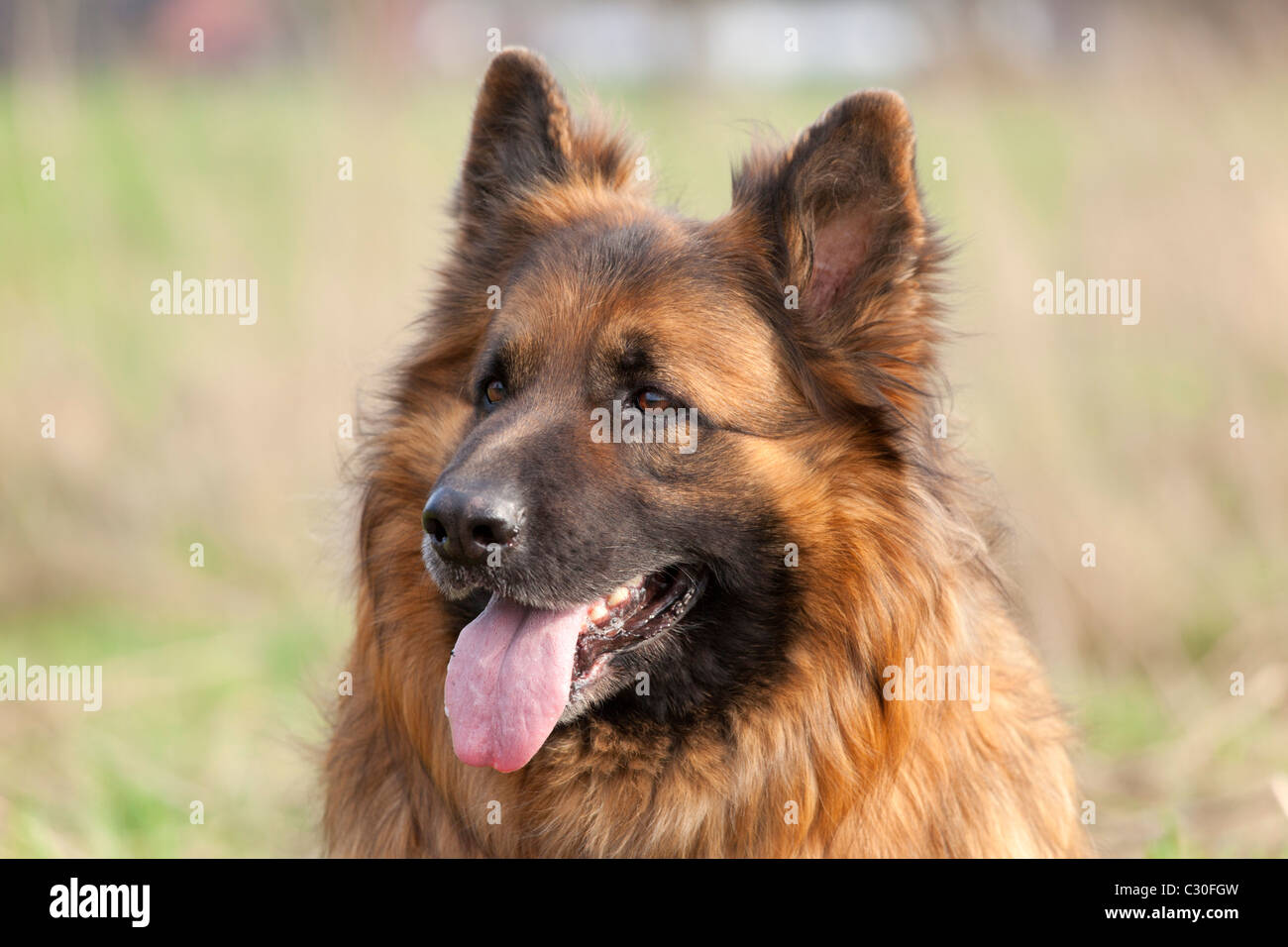 Porträt einer langen Haare Deutscher Schäferhund Stockfotografie - Alamy