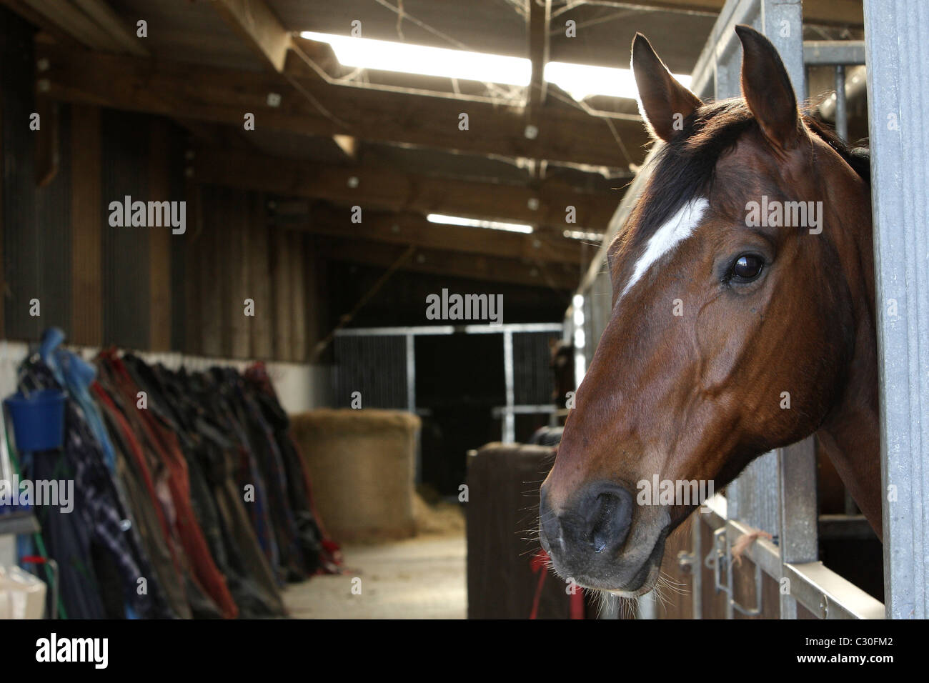 Rennpferd im Stall von Malzard Reiten stabil, Jersey, Kanalinseln Stockfoto