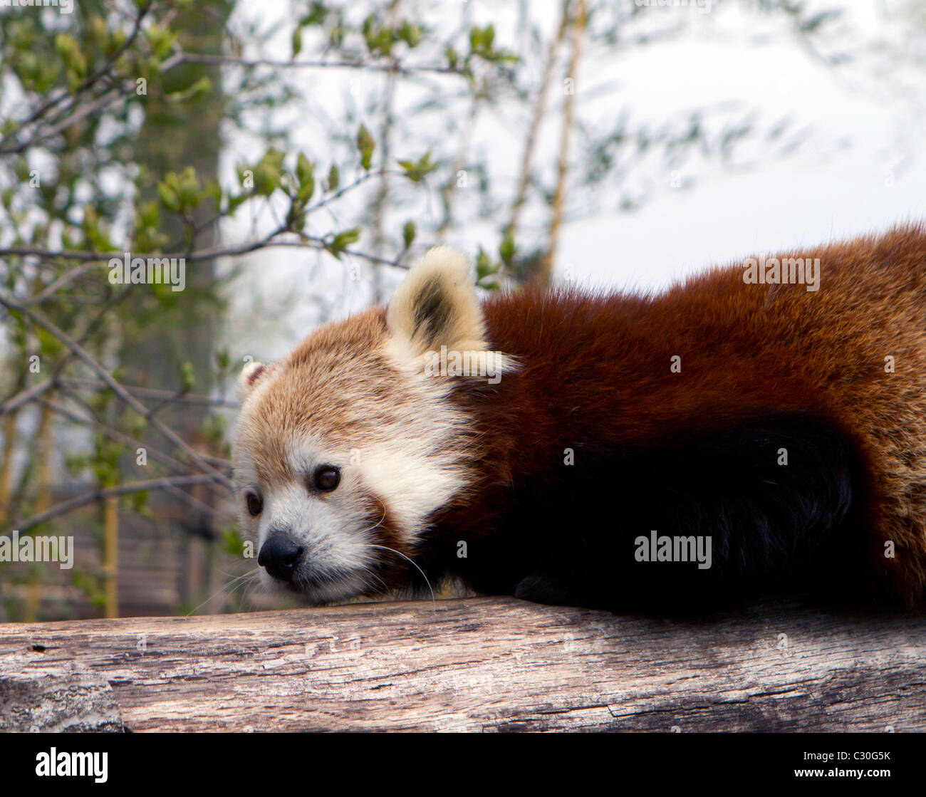 Der rote Panda Ailurus Fulgens oder glänzend-Katze. Bäumen lebende Säugetier des Himalaya und China. Stockfoto