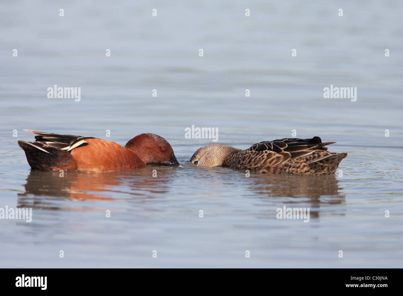Zimt-Teal-Paar, das im Wasser von Angesicht zu Angesicht isst Stockfoto