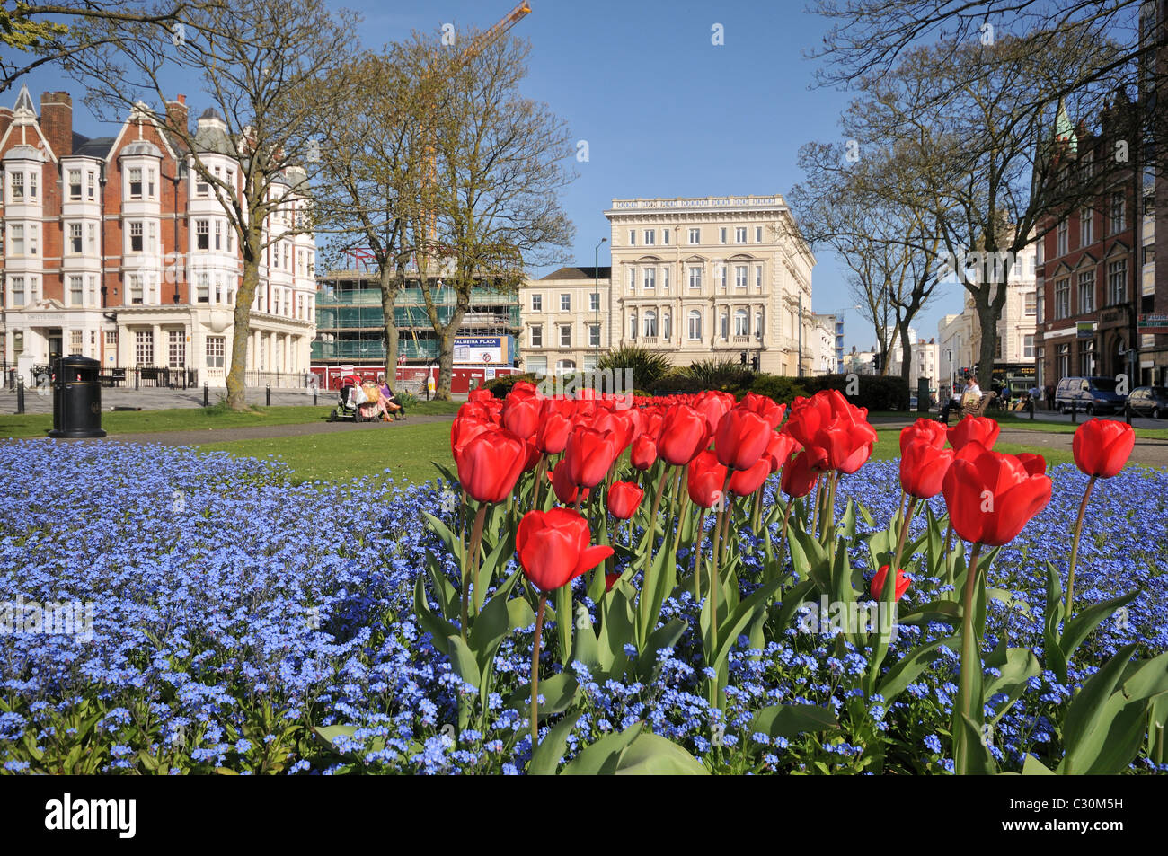 Palmeria Square in Brighton und Hove im Frühling mit roten Tulpen und kleine blaue Blumen Vergissmeinnicht, East Sussex, England Stockfoto