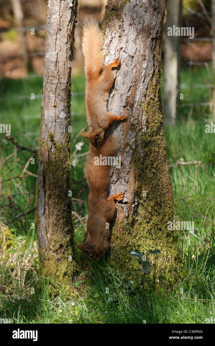 Männlichen Eichhörnchen (Sciurus Vulgaris) jagt ein Weibchen im Paarungsverhalten Saison, Highlands, Schottland, Großbritannien Stockfoto