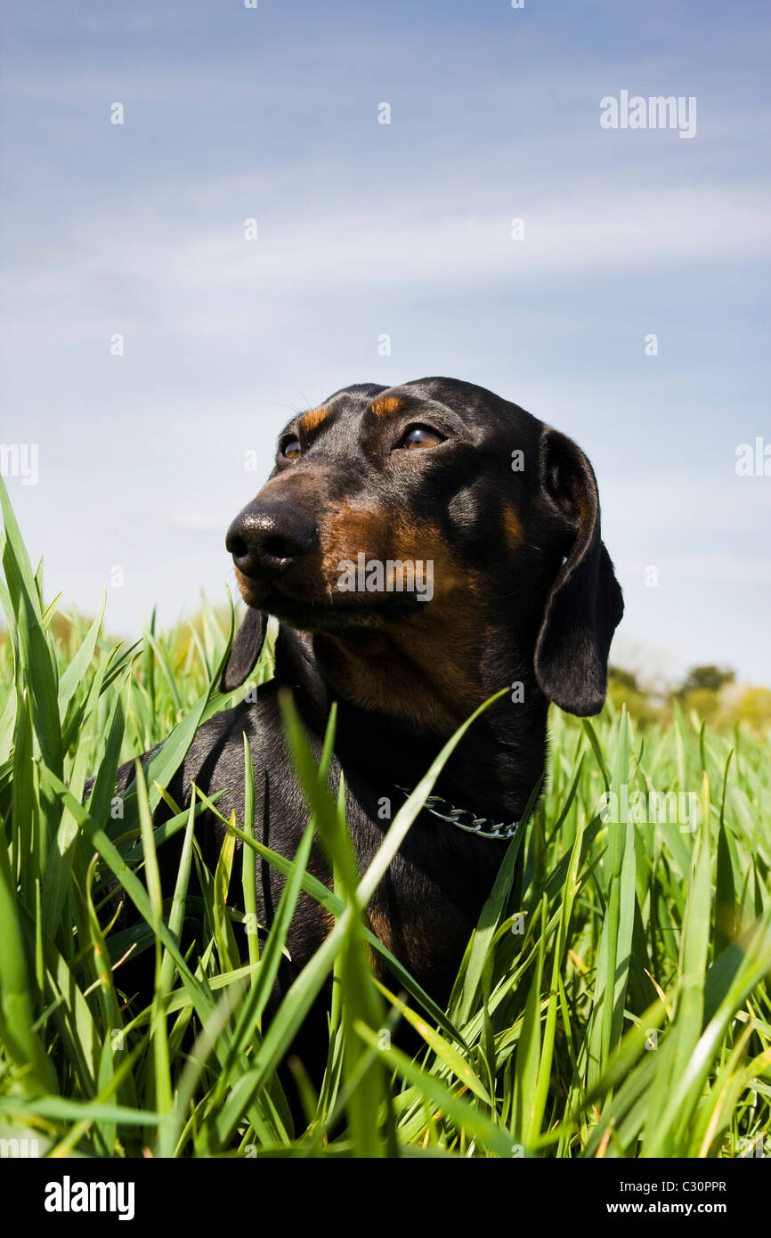 Schwarzer Dackel in der Wiese Stockfoto