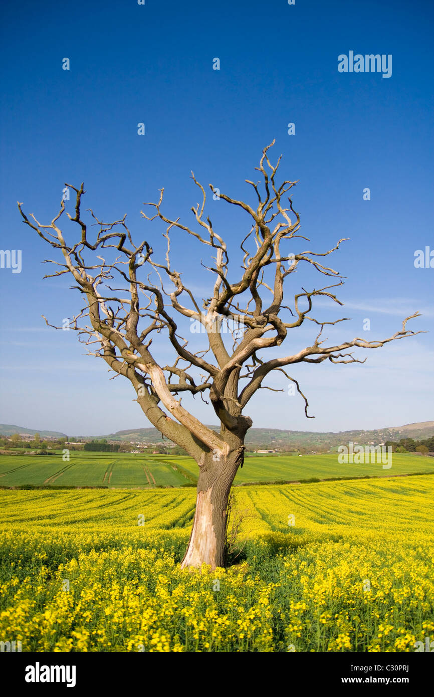 Einsamer Tod Baum in Raps Feld Stockfoto