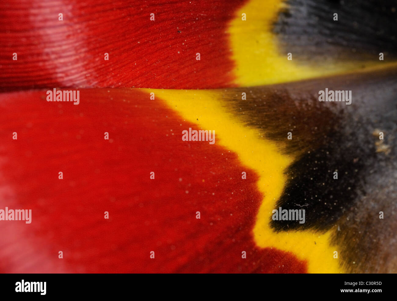 Tulpe. Stockfoto