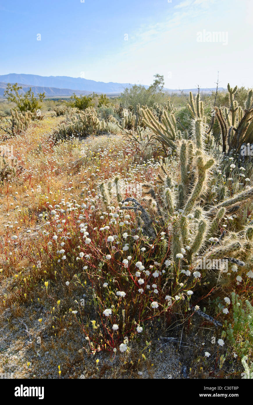 Ansicht der Anza Borrego Desert State Park. Stockfoto