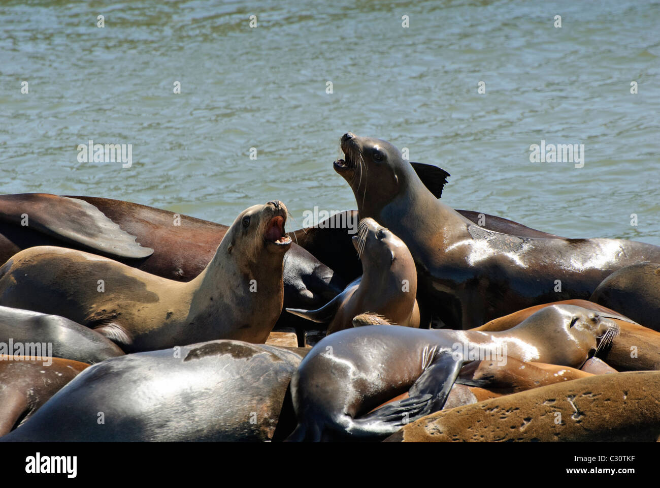 Große Gruppe der kalifornischen Seelöwen (Zalophus Californianus) auf einem Dock. Stockfoto