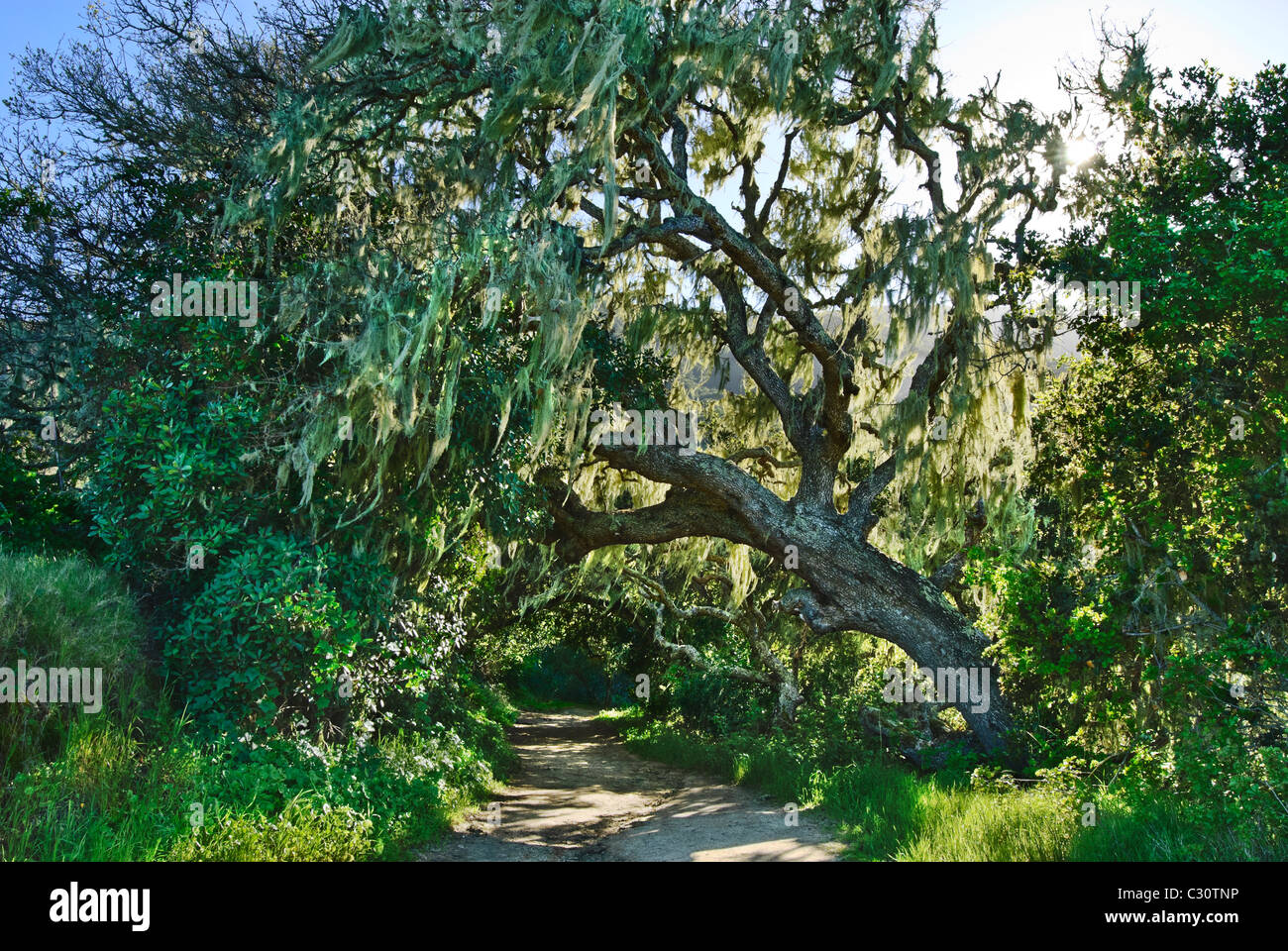 Moos bedeckt Baum in Garland Ranch Park in Monterey, Kalifornien. Stockfoto