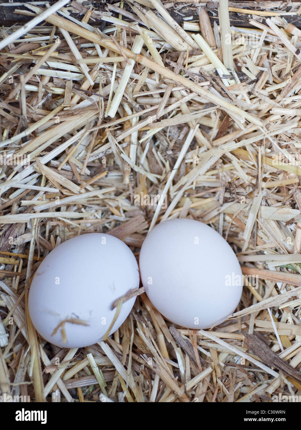 Zwei frische weiße Freilandeier, gefunden in einem Hühnerstall in Northumberland, England, UK. Stockfoto
