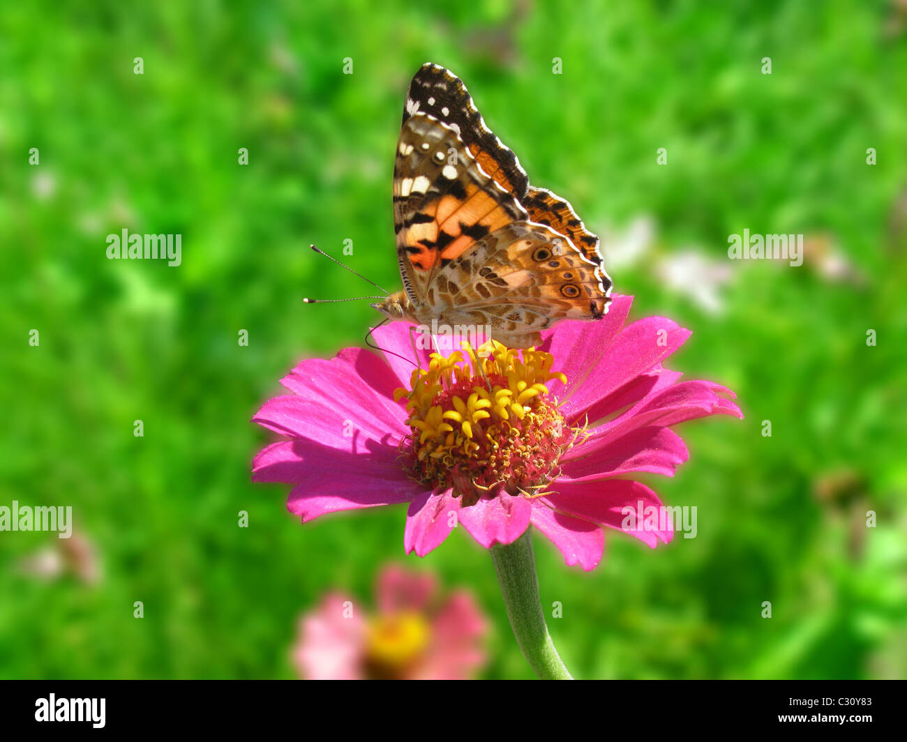 Schmetterling (Distelfalter) auf Blume (Zinnien) im Garten Stockfoto