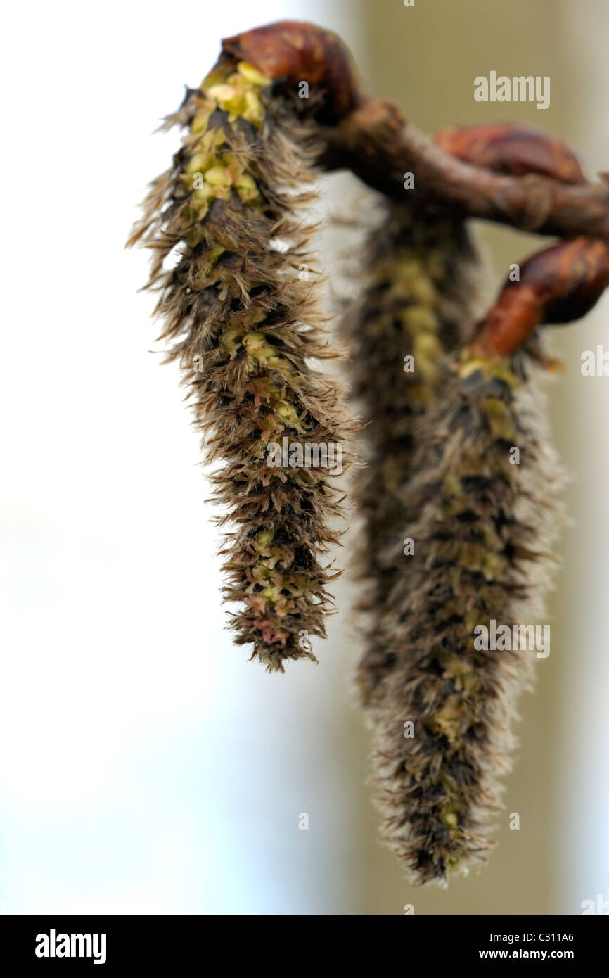 Espe männliche Kätzchen, Populus tremula Stockfoto