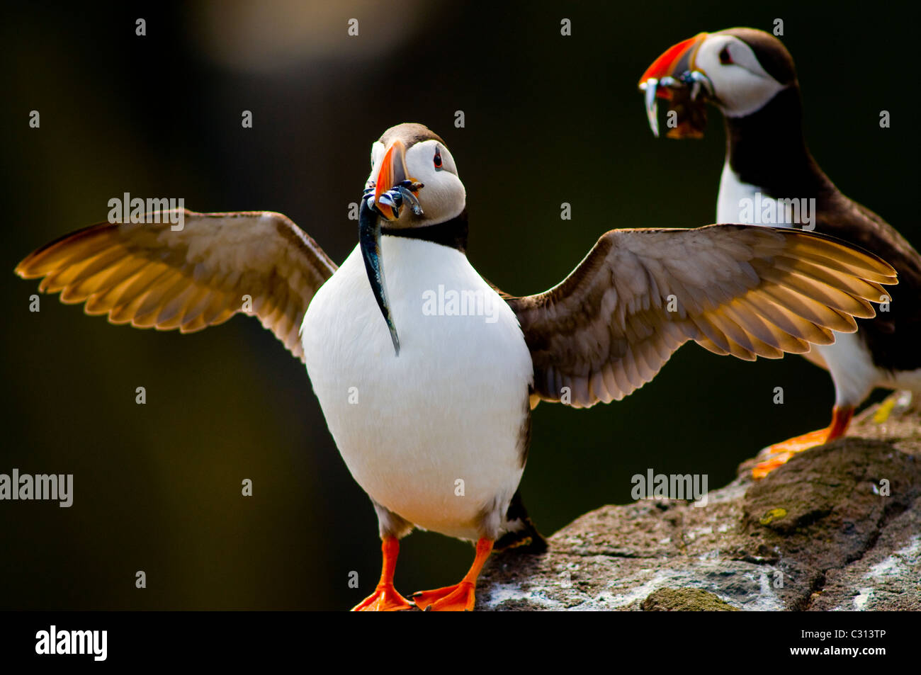 Papageitaucher mit Fisch Stockfoto