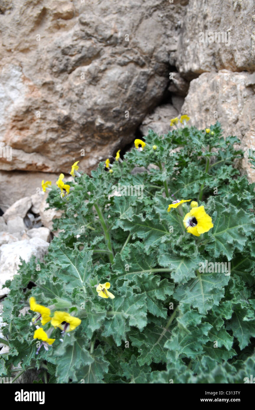 Ruinen von Majdal Anjar, Anjar, Bekaa-Tal, Libanon mit wilden Blumen Stockfoto