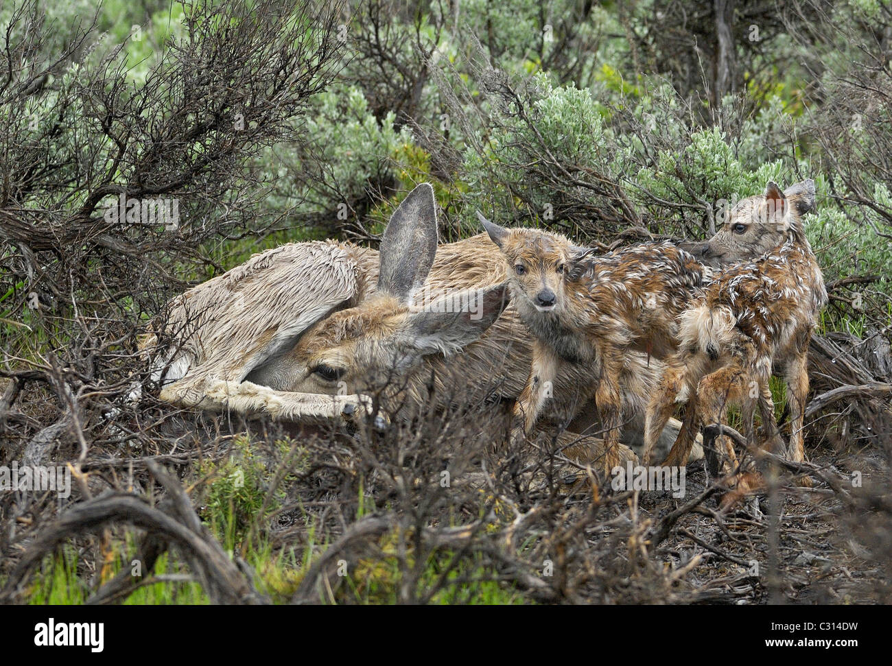 Mutter Hirsche mit ihren Zwillingen Stockfoto