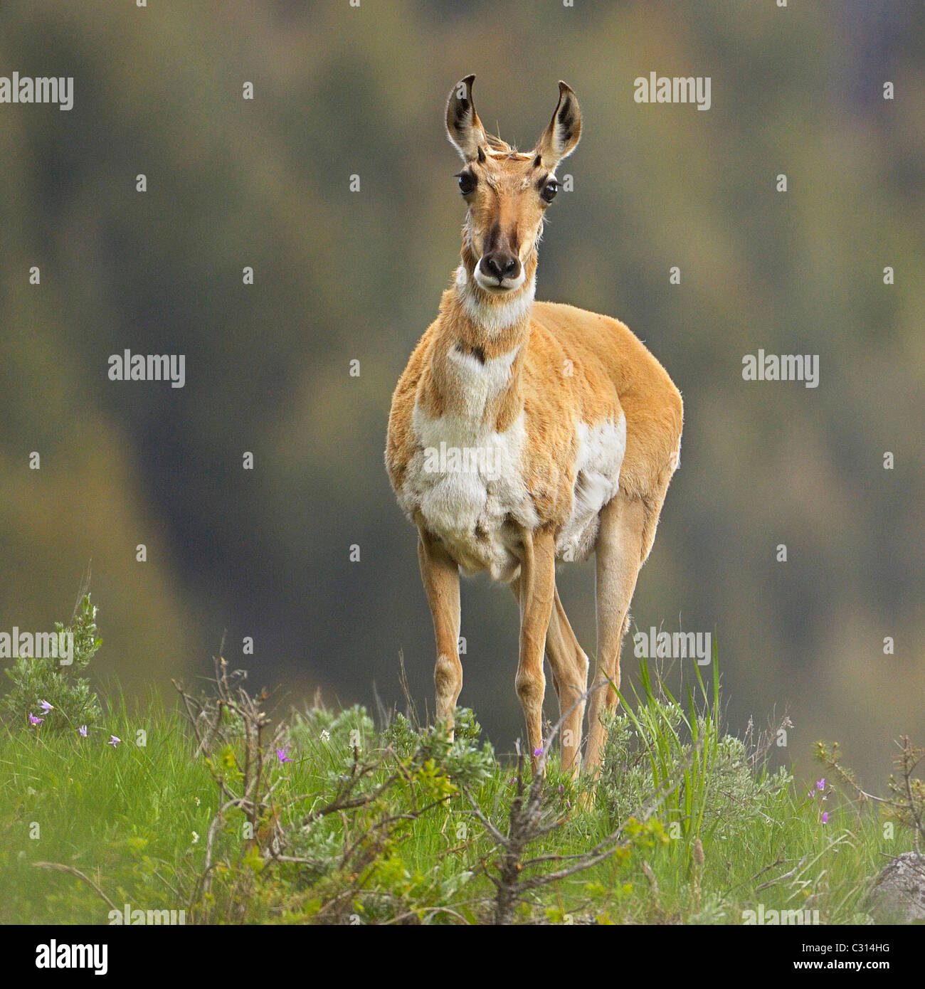 Gabelbock Portrait Stockfoto