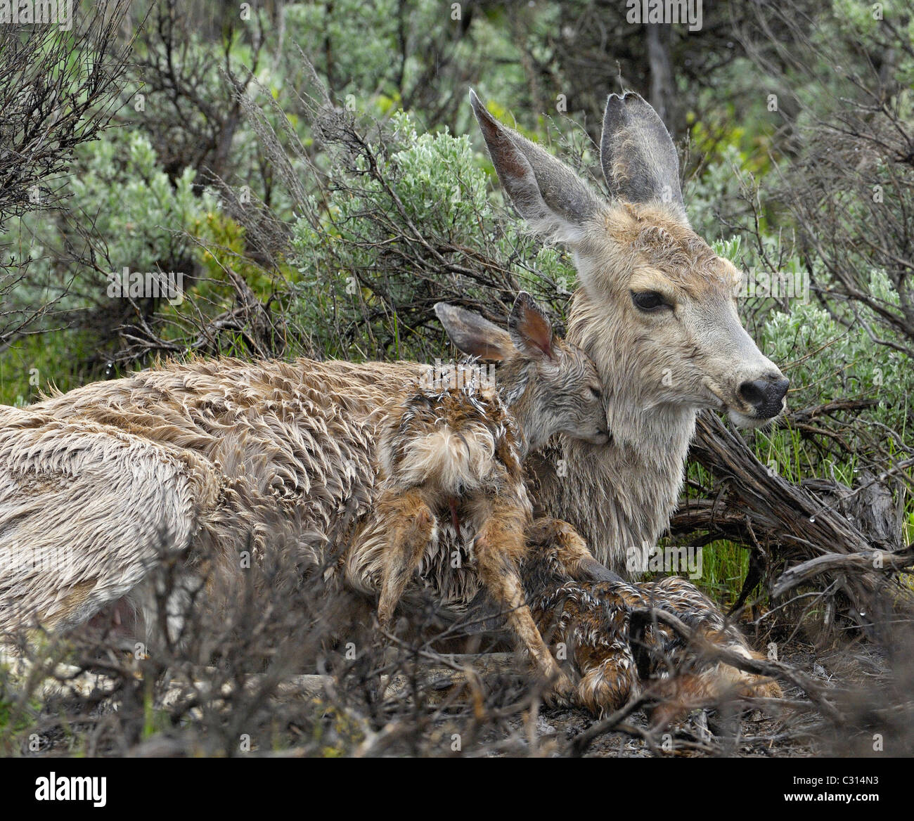 Neugeborenen Rehe Kitze im Regen Stockfoto