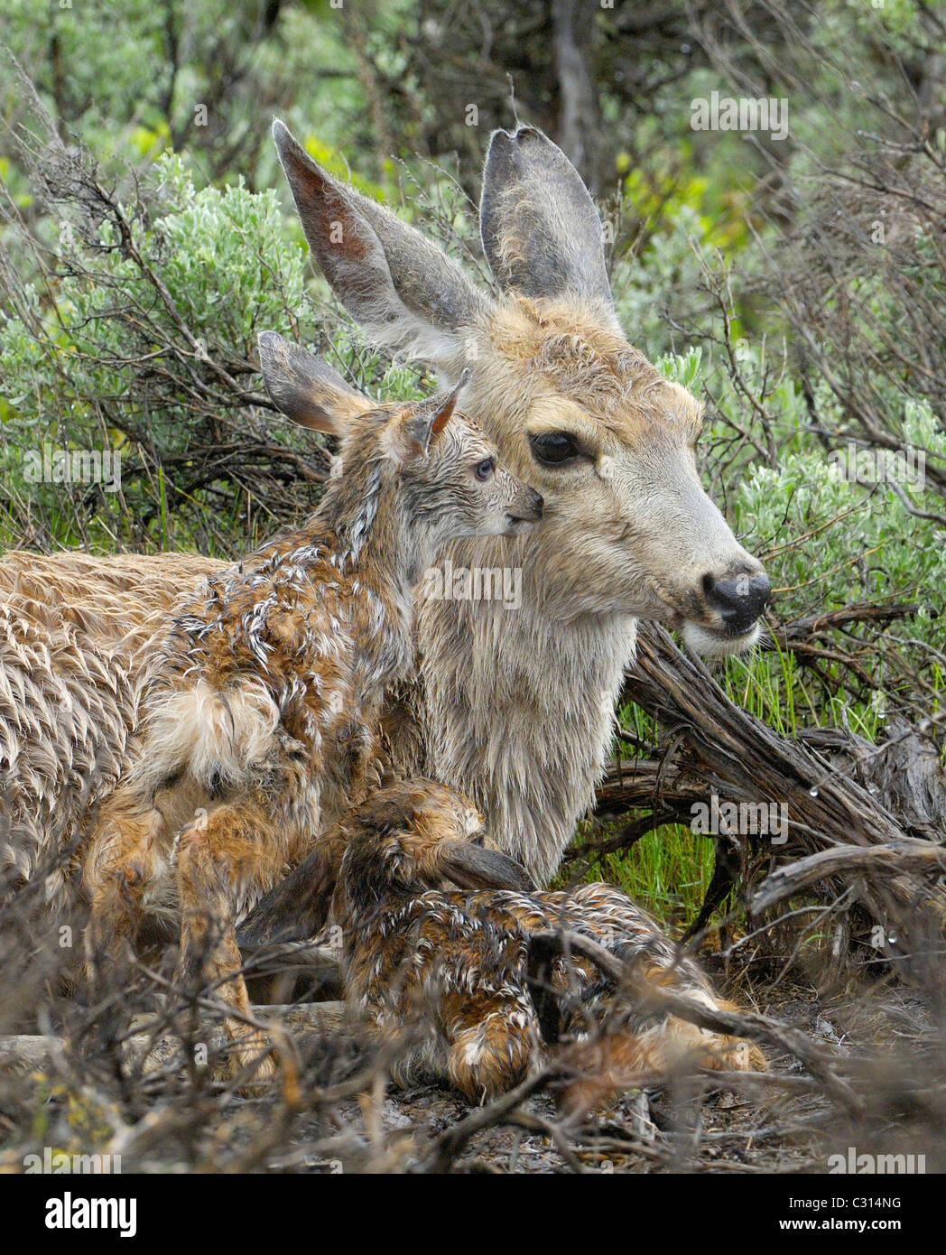 Neugeborenen Rehe Kitze im Regen Stockfoto