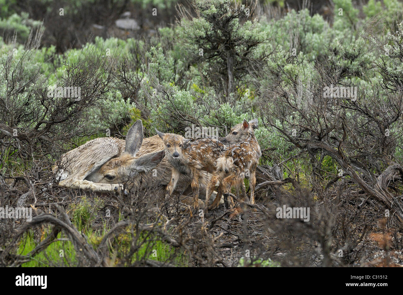 Mutter Hirsche mit ihren Babys Stockfoto
