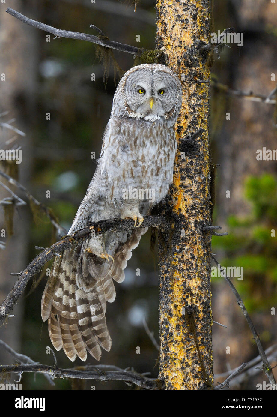 Große graue Eule dehnen die Schwanzfedern im Frühjahr Schneesturm im Yellowstone-Nationalpark, Wyoming Stockfoto
