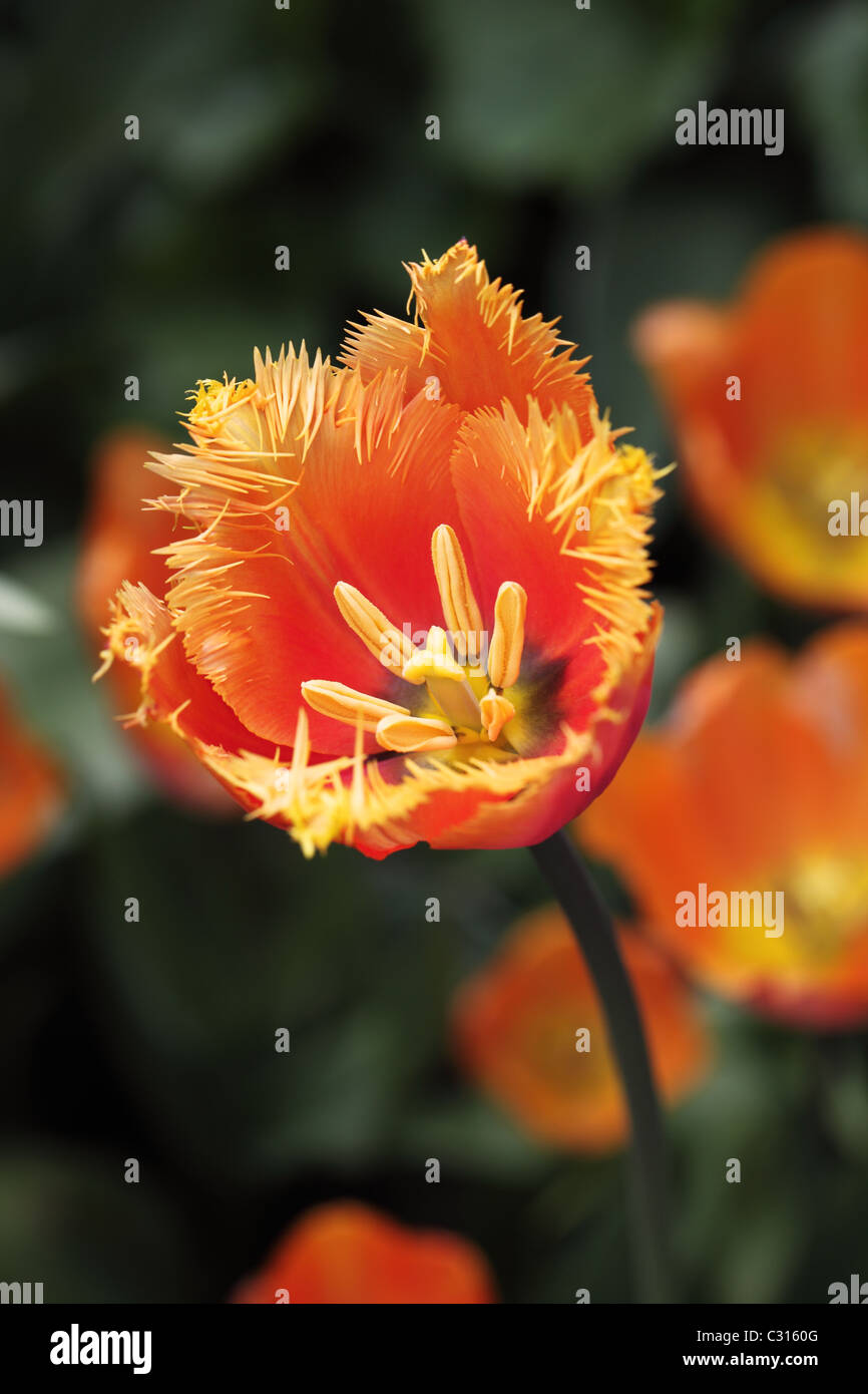 Nahaufnahme einer orangefarbenen Tulpe mit stacheligen Kronblättern, die in einer englischen Grenze zum Frühlingskarten im Vereinigten Königreich blühen Stockfoto