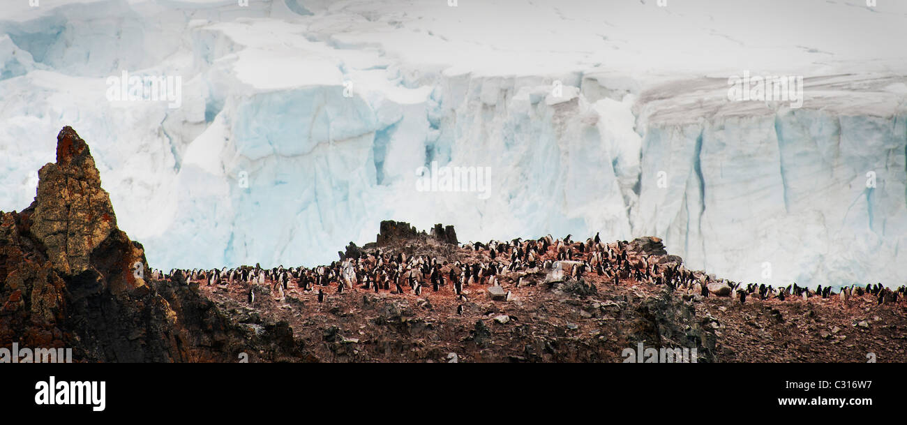 Eine Kolonie von Kinnriemen Pinguinen in der Antarktis auf eine Felswand mit einem riesigen Gletscher hinter. Stockfoto