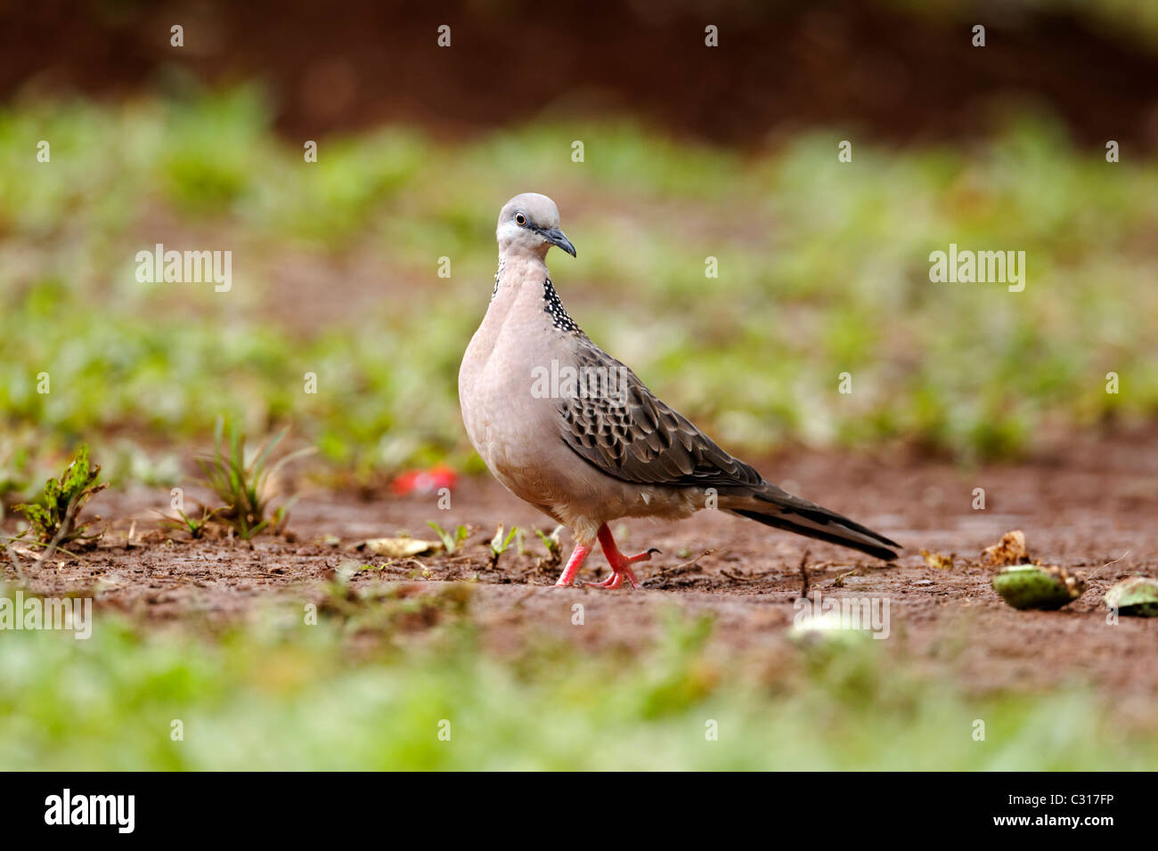 Gefleckte Taube Streptopelia Chinensis, einziger Vogel auf dem Rasen, Indonesien, März 2011 Stockfoto