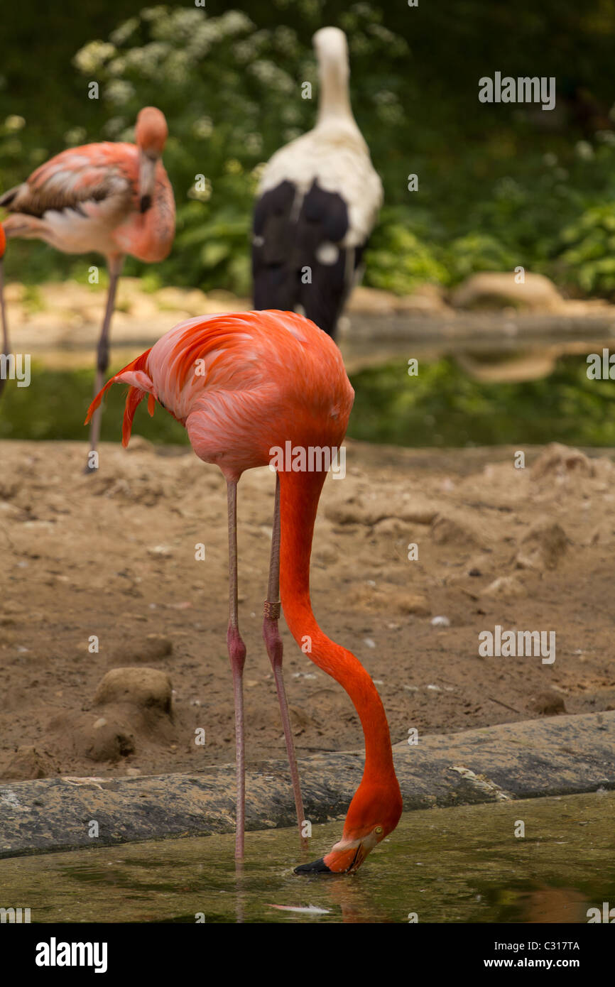 Flamingos am See Stockfoto