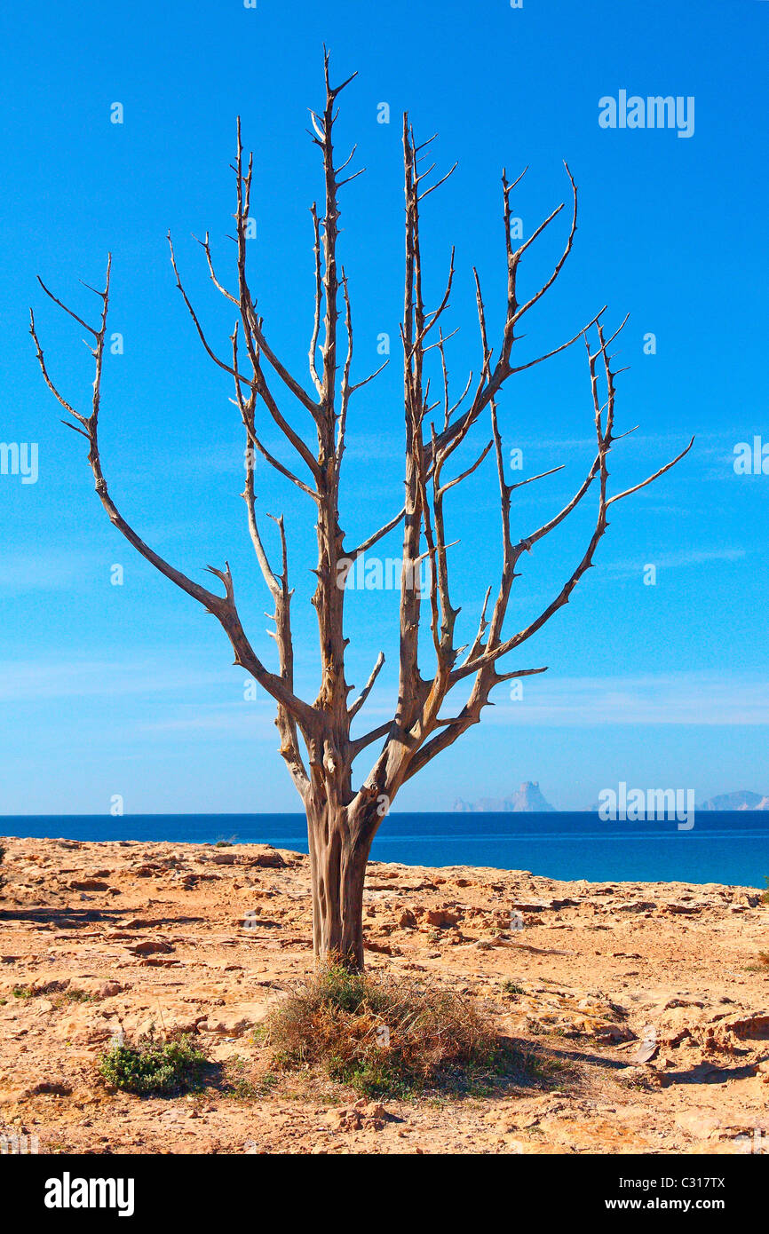 Eine Sabina, die typischen alten Baum von Fischern benutzt, um Fische auf der Insel Formentera (Balearen, Spanien) trocknen. Stockfoto