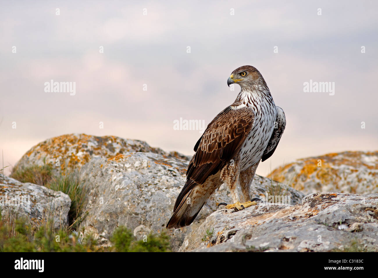 S Habichtsadler, Hieraaetus Fasciatus. Männlichen Erwachsenen Stockfoto