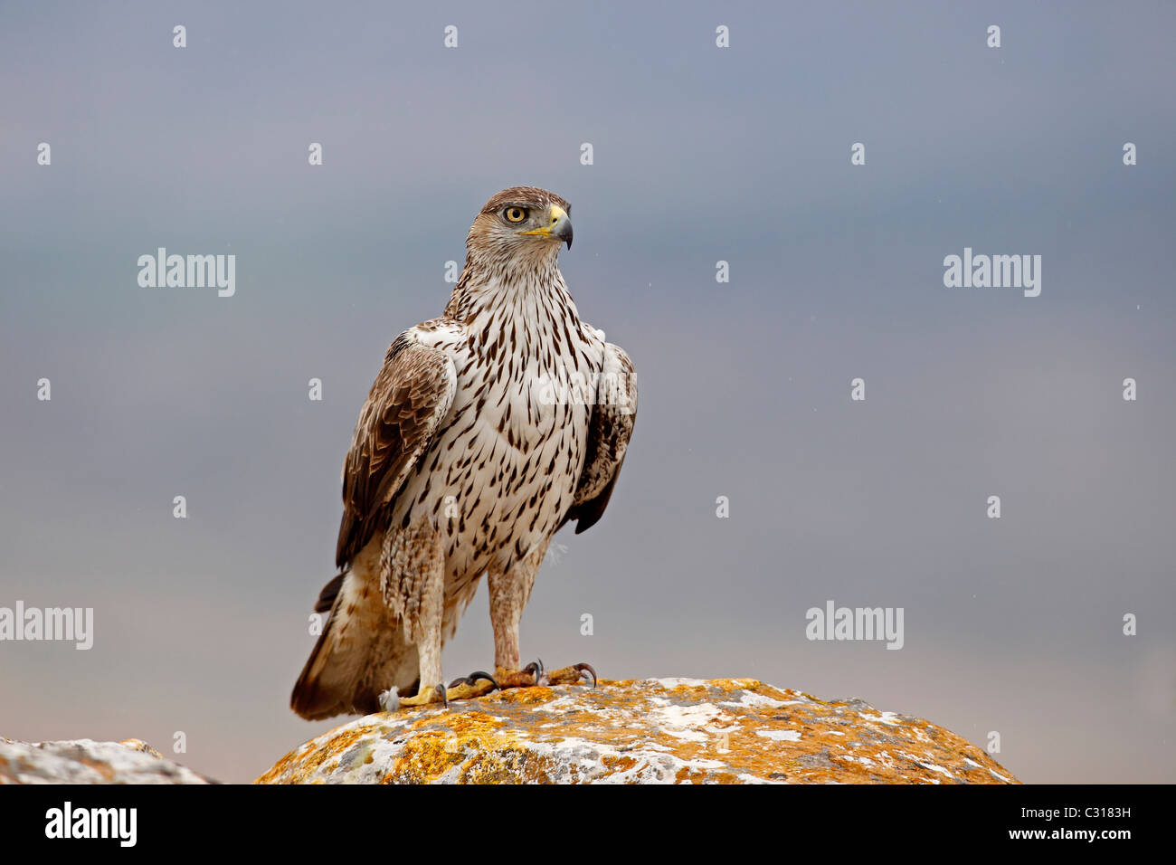 S Habichtsadler, Hieraaetus Fasciatus. Männlichen Erwachsenen Stockfoto