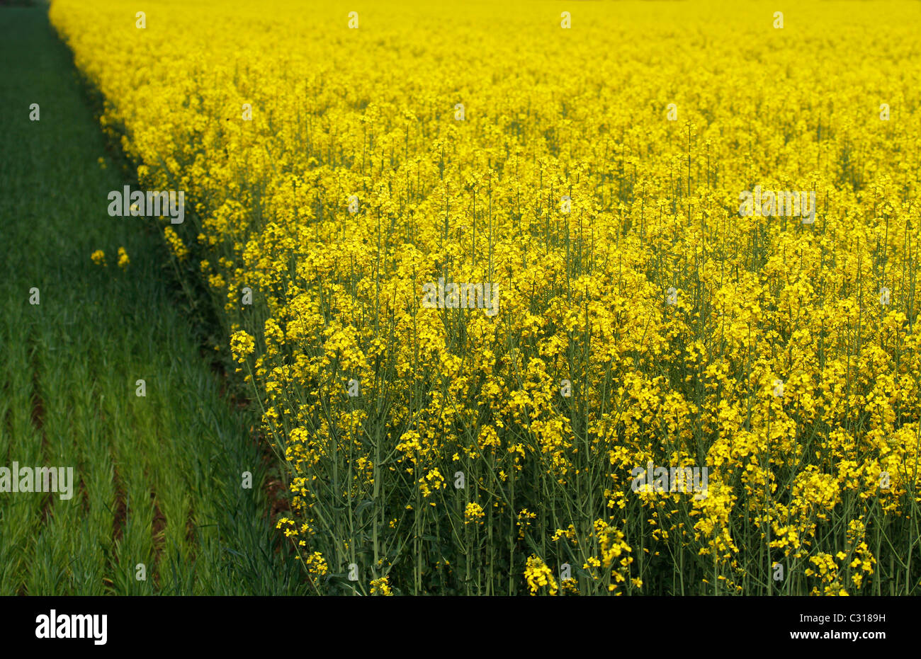 Die gelben Rapsfelder bei Turin Stockfoto