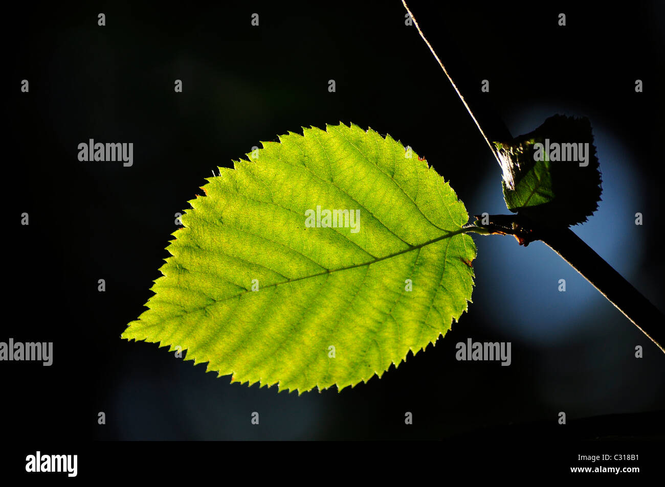 Grünes Blatt mit Venen vor einem dunklen Hintergrund. Stockfoto