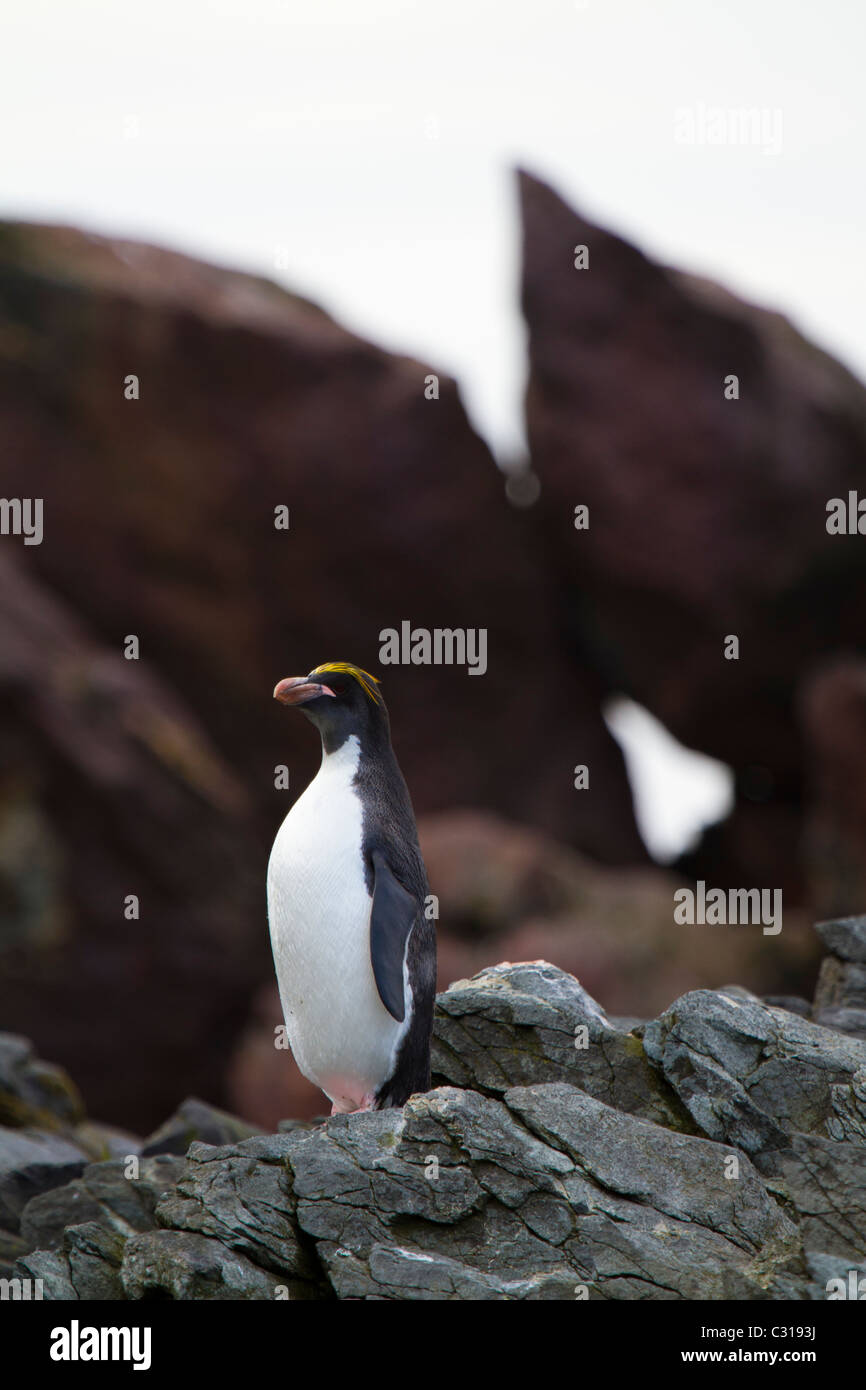 Sole Makkaroni Penguin, Cooper Bay, South Georgia Island Stockfoto