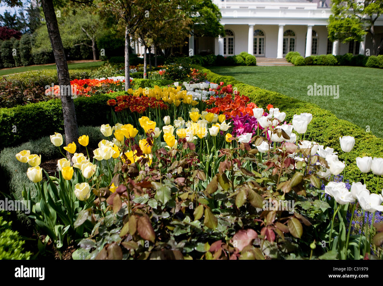 Tulpen blühen im Rose Garden des weißen Hauses. Stockfoto