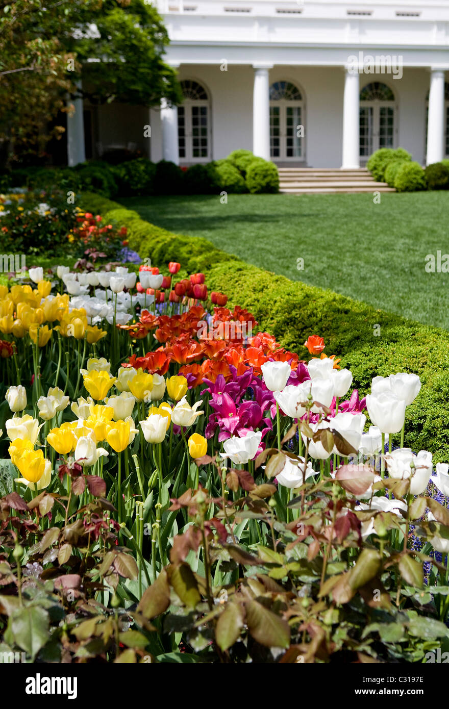 Tulpen blühen im Rose Garden des weißen Hauses. Stockfoto
