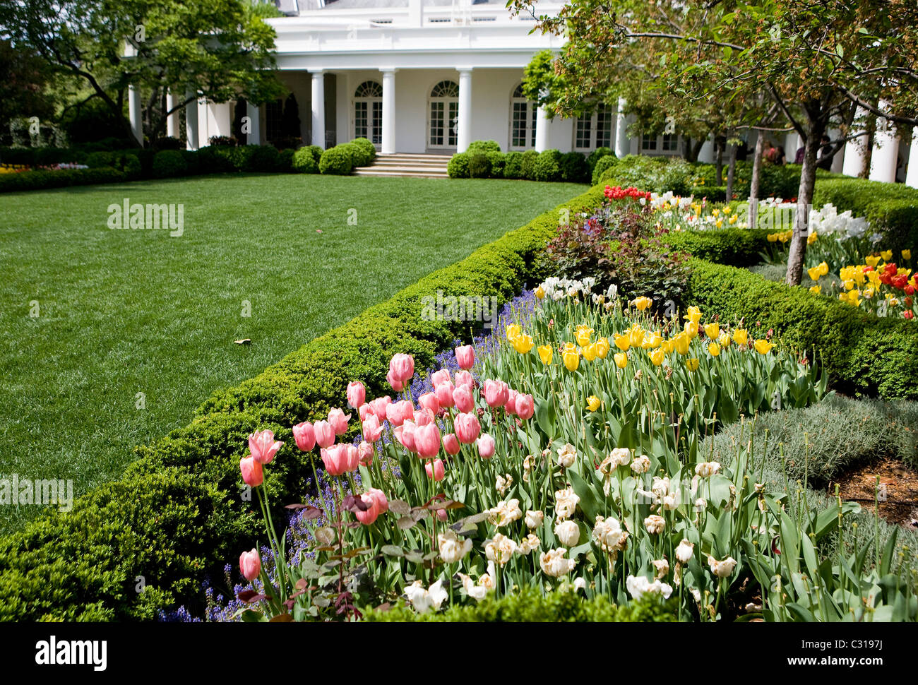 Tulpen blühen im Rose Garden des weißen Hauses. Stockfoto