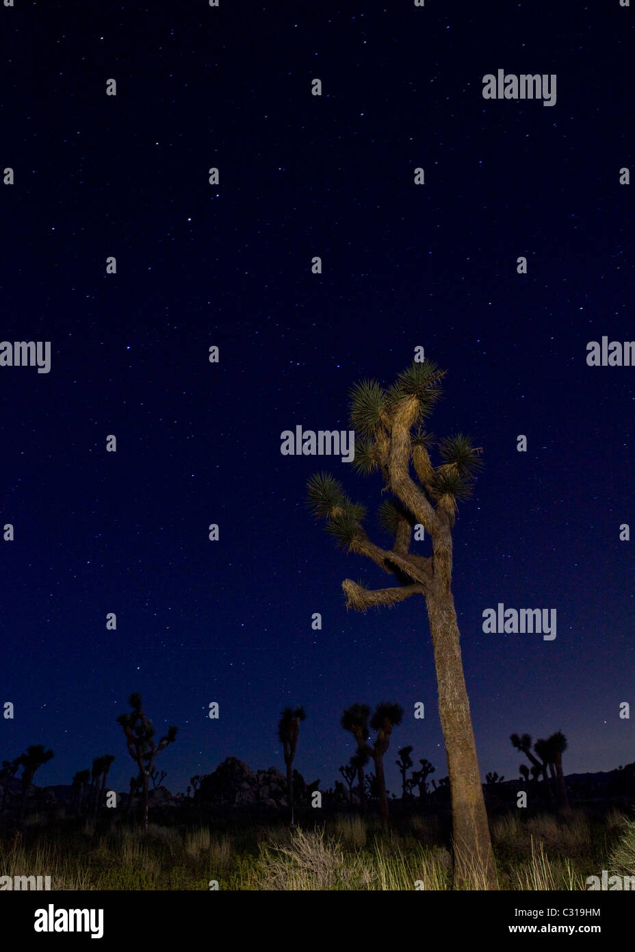Sternennacht Joshua Tree Landschaft - Joshua Tree National Park, Kalifornien USA Stockfoto
