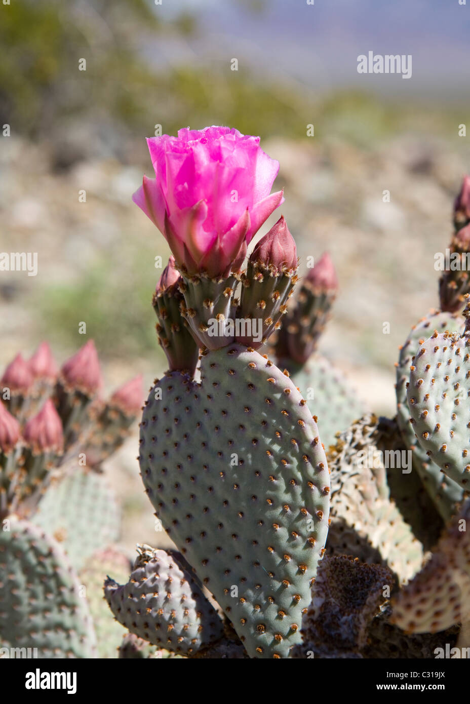 Beavertail Cactus (Opuntia basilaris) in voller Blüte - Mojave Wüste, Kalifornien, USA Stockfoto