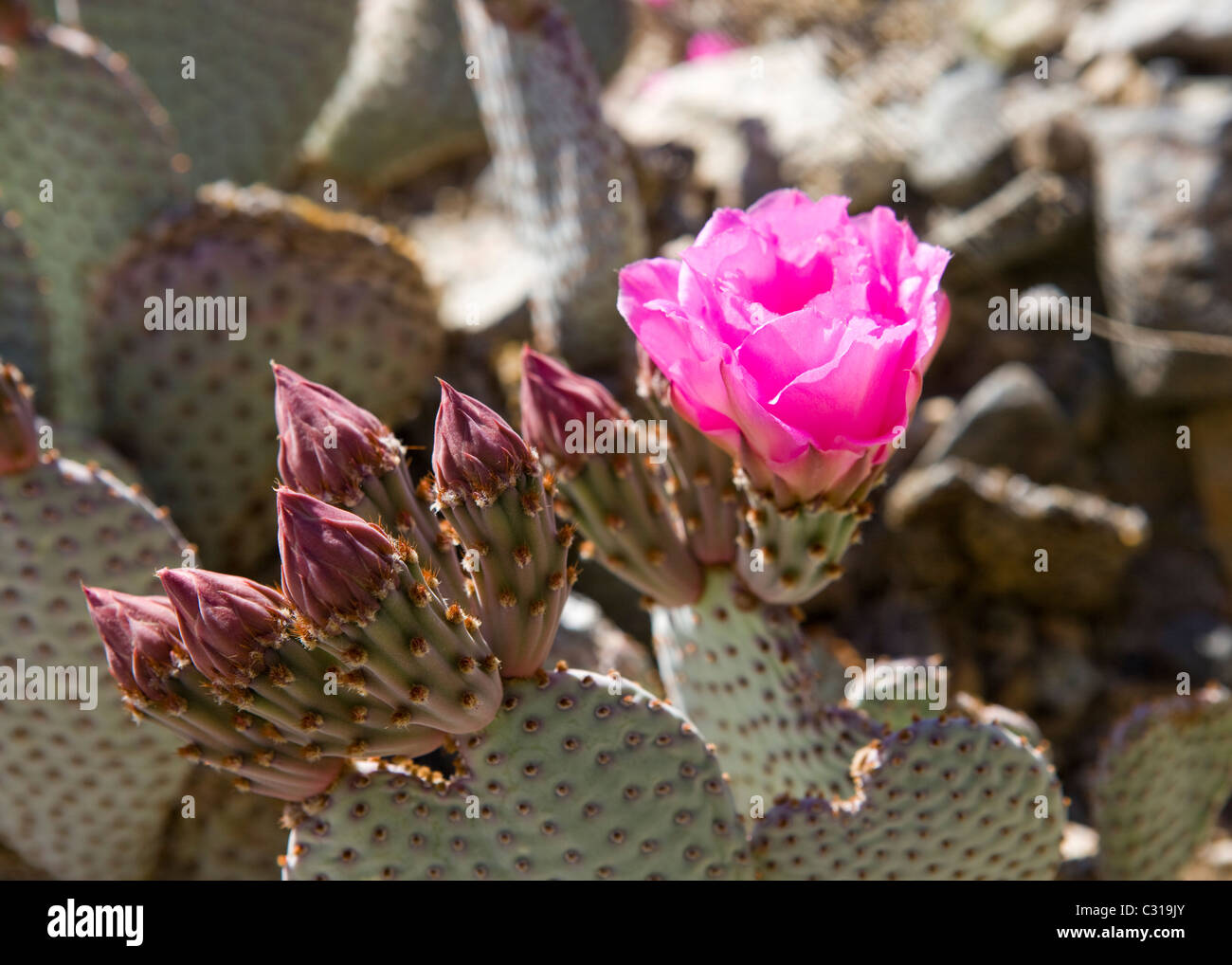 Beavertail Cactus (Opuntia basilaris) in voller Blüte - Mojave Wüste, Kalifornien, USA Stockfoto