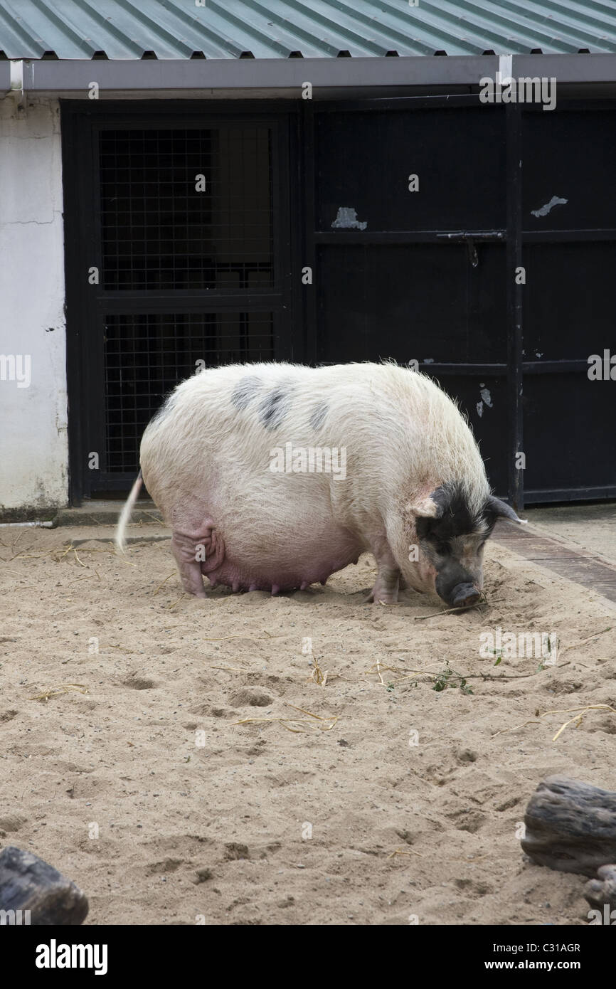 Ein Fett und groß-Schwein Stockfotografie