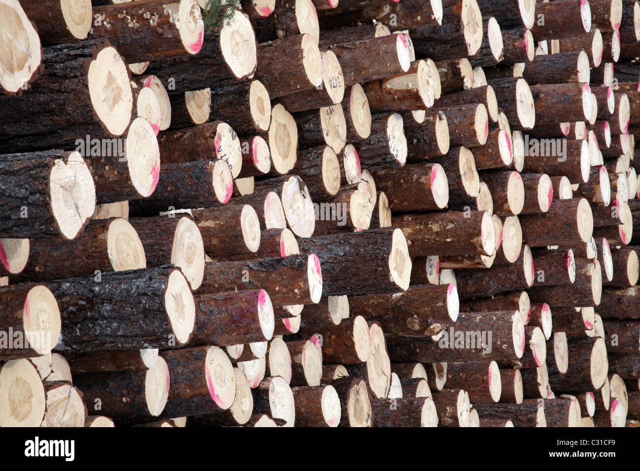 Großen Stapel von Kiefer Baumstämme bereit für Transport, Arvidsjaur, Schweden Stockfoto