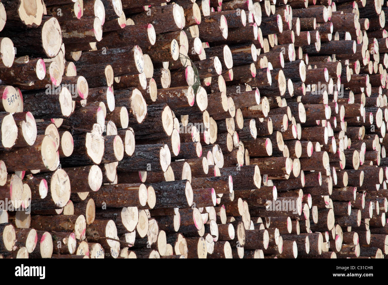 Großen Stapel von Kiefer Baumstämme bereit für Transport, Arvidsjaur, Schweden Stockfoto